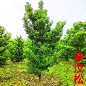 罗汉松树苗庭院别墅大树老桩绿植可造型室内阳台盆景正宗名贵苗木
