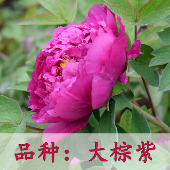洛阳牡丹花苗正宗重瓣观赏大花卉室内外四季盆栽庭院阳台绿植物大棕紫