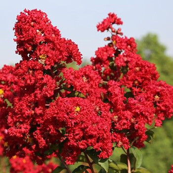 富满升 紫薇树苗紫薇花树盆景红花紫薇火箭紫薇庭院植物绿化苗木拆迁