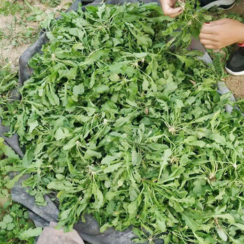 野生荠菜野菜新鲜荠荠菜1-5斤现挖白花荠菜应季地丁菜饺子馅 500g