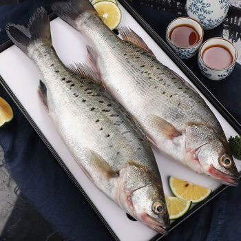 鮮活冷凍深海魚七星海魚海鮮水產500g條2條無冰衣真空鎖鮮海捕大鱸魚