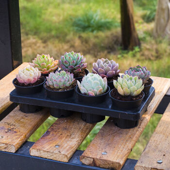 精选 10颗多肉植物含图中穴盘带土多肉新手套餐多肉植物组合8颗新手易养肉肉 万象盆 盆拖精品多肉需购买大尺寸无状态的慎拍 图片价格品牌报价 京东