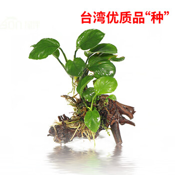 绿伴鱼缸水草装饰造景水族箱稀有阴性真水草活体沉木前后景水草生态草缸增氧植物淡水养鱼懒人绿植自然造景小水榕单头沉木 图片价格品牌报价 京东