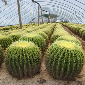 超大金琥仙人球盆栽 新房适用净化空气 桌面盆栽防辐射盆栽 直径40