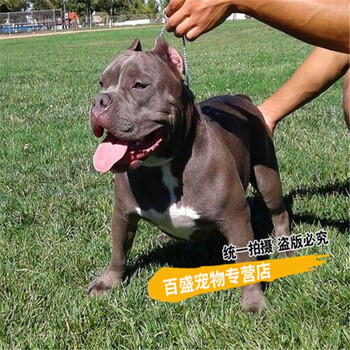 北京犬舍纯种血统恶霸犬幼犬活体 出售小体恶霸犬宠物狗狗 aa级