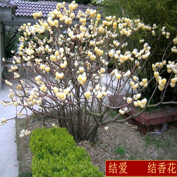 结香花树苗阳台盆栽庭院耐寒植物花卉打结花苗喜花树梦冬花绿化苗丛生12年苗大苗当年开花60cm 含 69cm 含 图片价格品牌报价 京东