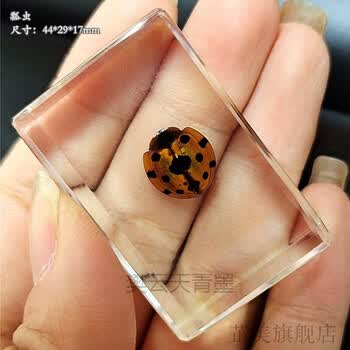 昆虫标本 动物标本真实昆虫标本制作工具展示盒标本摆件稀有透明树脂瓢虫 图片价格品牌报价 京东