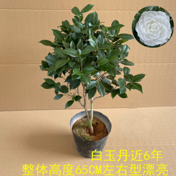 白玉丹茶花盆栽树苗花卉纯白色山茶带花苞年宵绿植名贵珍稀白茶花过年