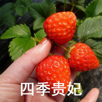 草莓苗四季结果室内阳台庭院绿植盆栽地栽南方北方果树苗贵妃20颗生根