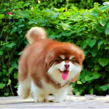 惟愿 纯种巨型阿拉斯加犬 西伯利亚雪橇犬熊版阿拉斯加幼犬活体 巨大型桃脸烟灰色阿拉狗狗狼版阿拉斯加狗精品级公 图片价格品牌报价 京东