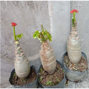 园艺佛肚海棠盆景大肚海棠佛肚树佛肚海棠植物观花沙漠海棠包 佛肚