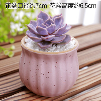 多肉植物批发组合盆栽肉嘟嘟室内肉肉花植物含多肉花盆营养土菲欧娜 4 6cm含陶瓷盆含盆 图片价格品牌报价 京东 多肉植物批发组合盆栽肉嘟嘟室内肉肉花植物含多肉花盆营养土菲欧娜 4 6cm含陶瓷盆含盆 图片价格品牌报价 京东