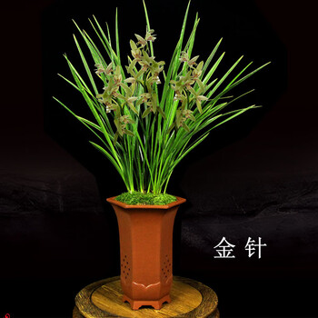 翁源兰花建兰铁骨夏秋带花苞四季兰 金针10苗(夏秋开花) 带培育盆土