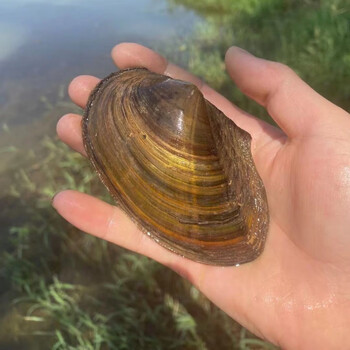 超大活体河蚌贝壳水族可观赏食用鳑鲏繁殖淡水河蚌苗鱼缸净化水质10