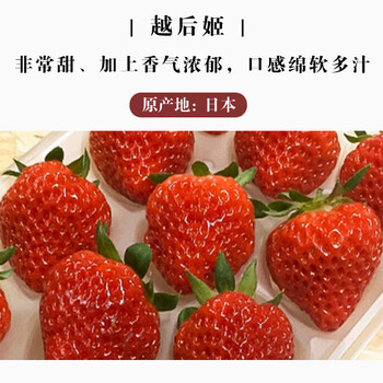 草莓苗盆栽带盆带土日本桃熏草莓苗阳台种植室内四季食用草莓苗越后姬