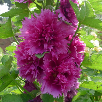 蜀葵花种子花籽四季播易活混色一多年生丈红种子戎葵花草种籽碎瓣蜀葵红色300粒 2肥料 图片价格品牌报价 京东