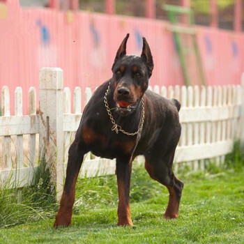 保障】純種寵物狗狗杜賓狗杜賓犬幼犬活體幼崽 顏值s級 母【圖片 價格