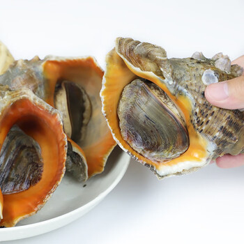 大海螺鲜活超大红里螺海螺肉2-4个大连新鲜水产即食刺身日料食材