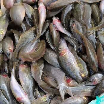 禾花鲤苗稻花鲤裸鲤苗荷花鲤淡水养殖食用稻田鱼好