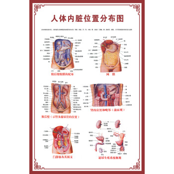 不支持退換) 人體內臟位置分佈圖- 相紙(厚/無膠) 【36寸:60x90cm】