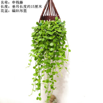 串錢藤吊蘭綠植盆栽錢多多吊金錢懸掛垂吊室內花卉植物淨化空氣 小盆