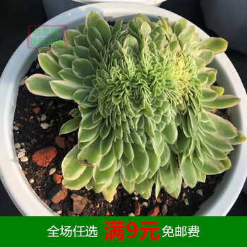 翡翠冰缀化多肉植物办公室桌面绿植花卉盆栽绿植盆栽组合5厘米左右不含盆 图片价格品牌报价 京东
