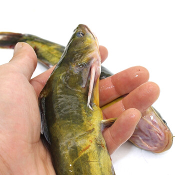 黄骨鱼洪泽湖新鲜淡水鱼生态昂刺鱼嘎鱼黄颡鱼黄辣