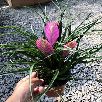 铁兰花空气凤梨稀有品种室内铁兰盆栽绿植多头铁兰盆栽基地原盆栽好