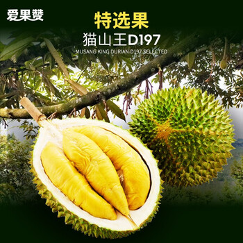 猫山王 D24 皇中皇 新加坡榴梿价格大公布