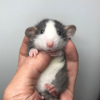 Double Yellow花枝鼠活体幼崽家养温顺高智商小型宠物鼠活物可爱亲人深色正脸哈士奇 图片价格品牌报价 京东 Double Yellow花枝鼠活体幼崽家养温顺高智商小型宠物鼠活物可爱亲人深色正脸哈士奇 图片价格品牌报价 京东