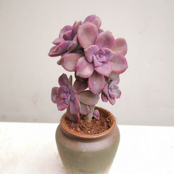 多肉植物紫乐大老桩悬崖造型缀化超大颗室内盆栽 紫乐老桩2-3头 不含