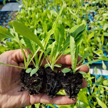 大白菜苗乌塌菜苗生菜苗油麦菜苗秋冬阳台秧苗 油麦菜苗 12棵送12棵