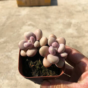 7大美人多肉植物桃美人奶酪 香蕉美人冬美人白美人橙雪球双头桃蛋带桩子不含盆 图片价格品牌报价 京东