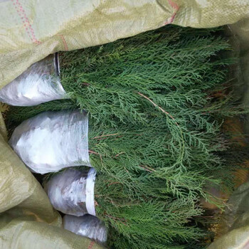 柏树苗松柏塔柏宝塔松侧柏树苗扁柏圆柏松树龙柏苗绿柏树青侧柏3040