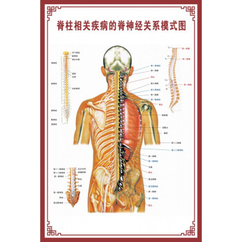 新品人體骨骼圖大掛圖器官示意圖內臟結構圖穴位圖人體肌肉解剖圖海報