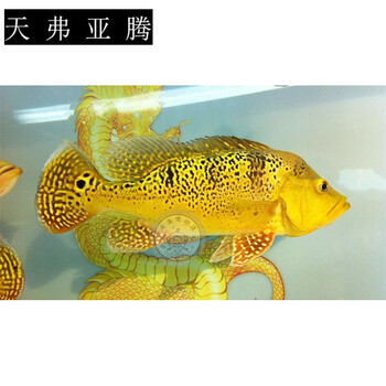 Double Yellow 大型观赏鱼黄金虫纹巴西亚蓝帆眼斑五间三间活体龙鱼配鱼黄金巴西亚15 17cm 3条 图片价格品牌报价 京东