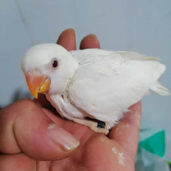 鹦鹉雏鸟活体宠物鸟观赏鸟玄凤鹦鹉雏鸟牡丹鹦鹉雏鸟活体宠物鸟家养