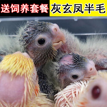 鸚鵡活體虎皮鳥活物幼體寵物手養鳥會說話家養幼鳥幼崽牡丹鸚鵡玄鳳