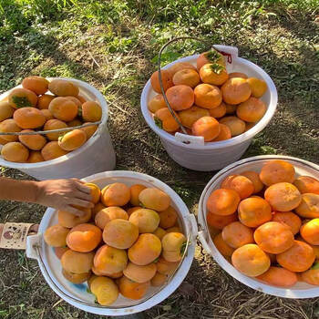 云南保山冰糖心甜脆柿子新鲜自然成熟次郎甜脆柿水果精选大果 10斤