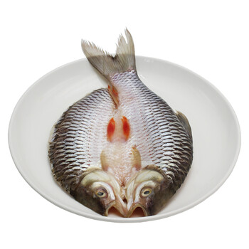 厚今(hoajin) 河鲜 忘不了鱼 苏丹鱼 皇帝鱼 马来西亚鱼种 河鱼之首