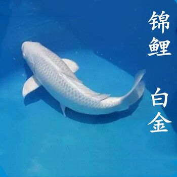 白金锦鲤一条 12-14cm【图片 价格 品牌 报价】-京东