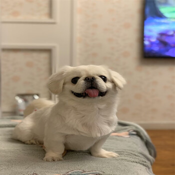 【品质保障】纯种宠物狗狗京巴犬京巴犬小型犬京巴狮子狗 宠物级c级