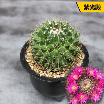 园艺紫光殿实生仙人球开红花球好养活易度夏仙人掌桌面紫光殿79cm实生