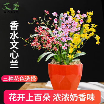 奶香味文心兰兰花苗梦香香水文心兰冬带浓香花苞出售室内花卉绿植盆栽送礼佳品文心兰红色3苗不带花 图片价格品牌报价 京东
