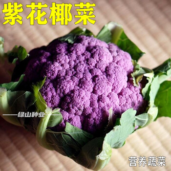 紫花菜种子国外进口品种紫色花椰菜种籽春秋季紫剑娇蔬菜种孑智利进口紫花菜５包特惠价 图片价格品牌报价 京东