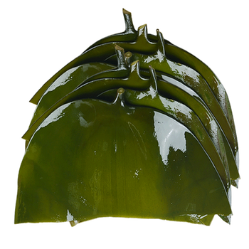 轻恋荣成海带盐渍厚海带头根新鲜海带根昆布半干货5kg