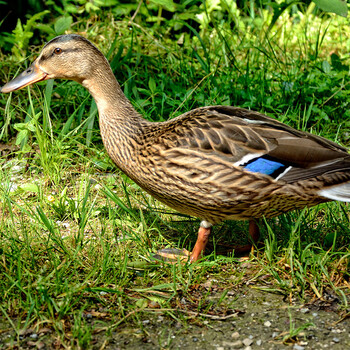 枞阳3年老鸭龙桥五里山飞鸭湖区农家散养绿头鸭新鲜老鸭麻鸭