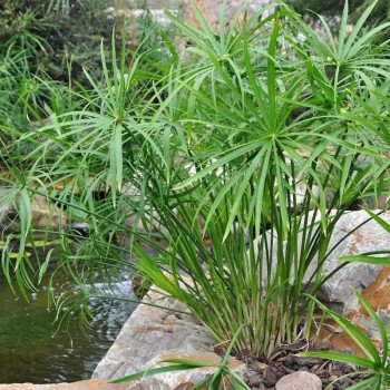 水竹水生植物水培盆栽水棕竹旱傘草苗龜魚缸水池塘風車草 50-70釐米高