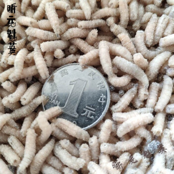 活体蛆虫白虫玉米虫鲜活蛆虫鲫鱼综合饵料白蛆野钓蛆牙子肉蛆1斤7000