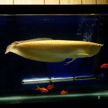 观赏鱼金龙鱼活体红龙鱼活招财鱼风水鱼苗 黄化红眼银龙21-23cm 饲料